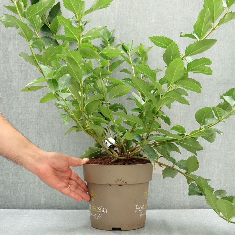 Example of Forsythia intermedia Forbeesia - Mimosa de Paris Pot de 4L/5L as you get in ete