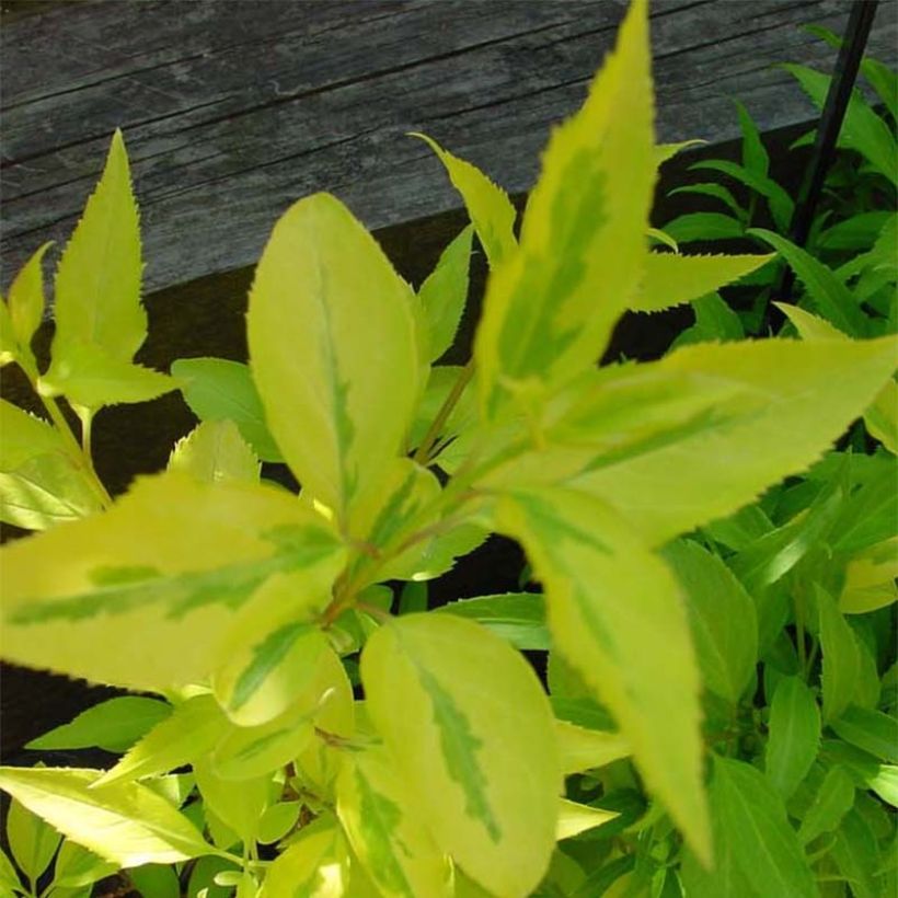 Forsythia (x) intermedia Minigold - Mimosa de Paris (Foliage)