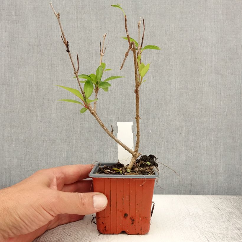 Example of Forsythia intermedia Spectabilis - Mimosa de Paris Godet de 8/9 cm as you get in ete