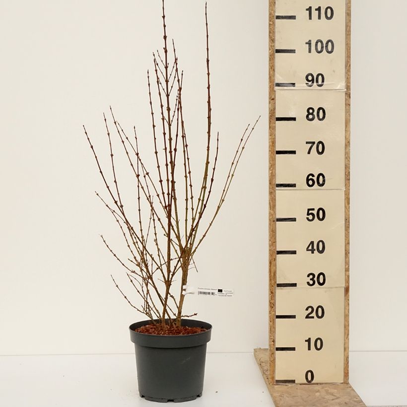 Example of Forsythia intermedia Week-end - Mimosa de Paris Pot de 7,5L/10L as you get in hiver