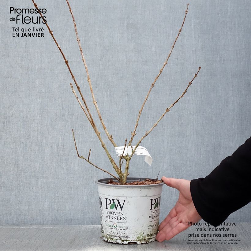 Example of Forsythia koreana Flying Machine - Forsythia de Corée Pot de 3L/4L as you get in hiver