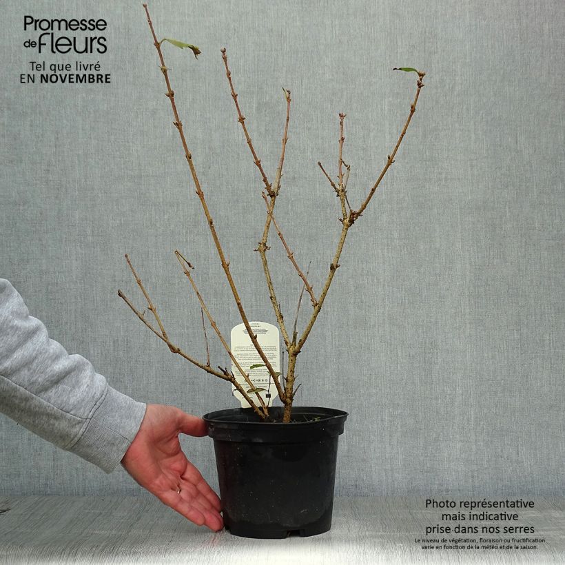 Example of Forsythia x intermedia Gold Rausch - Mimosa de Paris Pot de 2L/3L as you get in automne