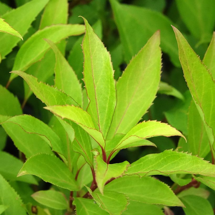 Forsythia x intermedia Lynwood - Mimosa de Paris (Foliage)