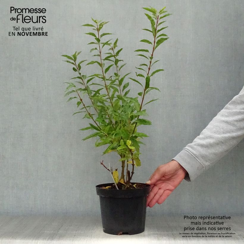 Example of Forsythia (x) intermedia Minigold - Mimosa de Paris Pot de 2L/3L as you get in automne