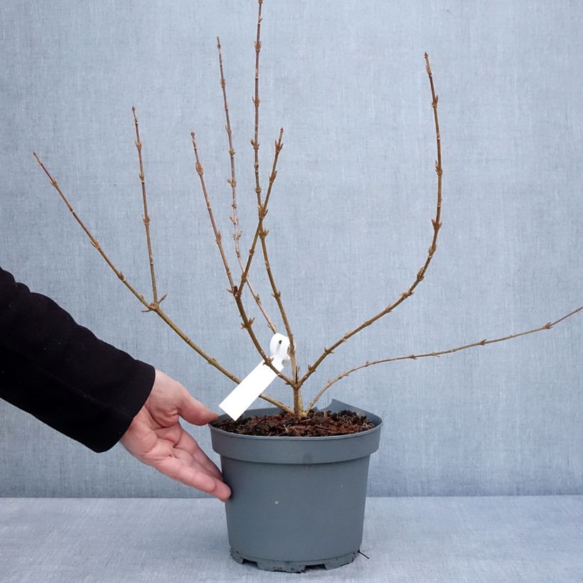 Example of Forsythia x intermedia Variegata - Mimosa de Paris panaché Pot de 3L/4L as you get in hiver