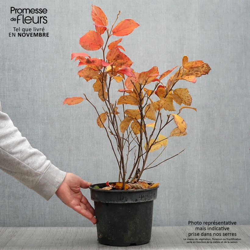 Example of Fothergilla gardenii Suzanne Pot de 4L/5L as you get in automne