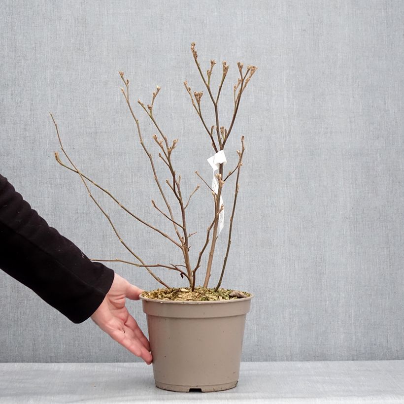 Example of Fothergilla x intermedia Mount Airy Pot de 4L/5L as you get in hiver