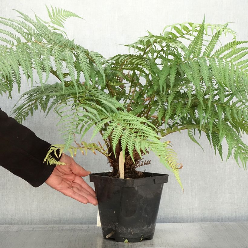 Example of Fougère arborescente - Dicksonia fibrosa Pot de 3L/4L as you get in automne
