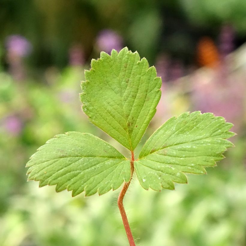 Fraisier Anaïs (remontant) en godet de 7cm (Foliage)