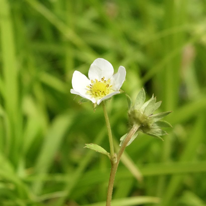 Fraisier Charlotte (remontant)  (Flowering)