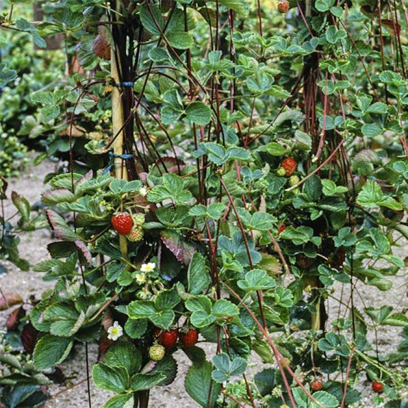 Fraisier grimpant Mount Everest en plants (Foliage)