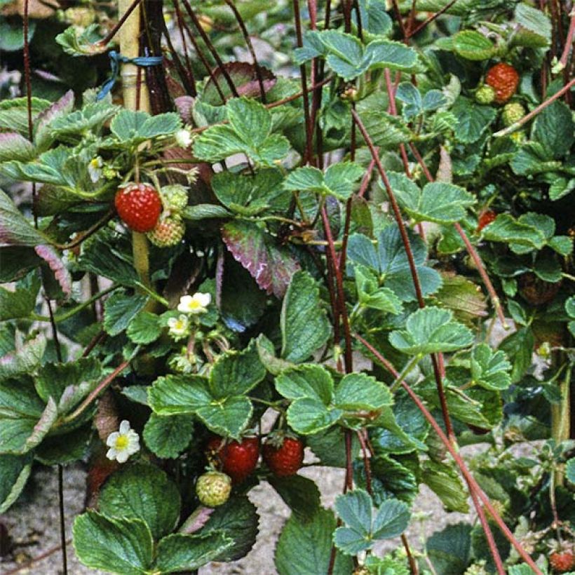 Fraisier grimpant Mount Everest en plants (Harvest)