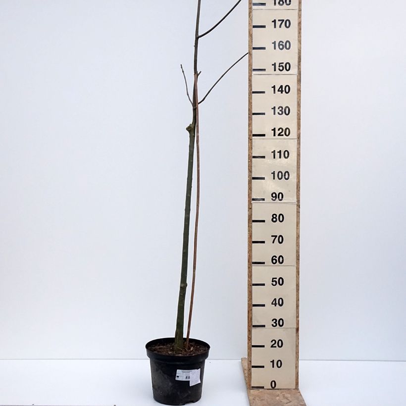 Example of Fraxinus pennsylvanica Argenteomarginata - Frêne de Pennsylvanie panaché Pot de 7,5L/10L as you get in hiver