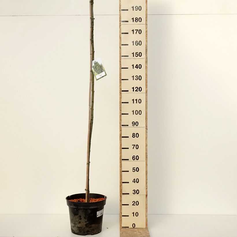 Example of Fraxinus pennsylvanica Crispa - Frêne de Pennsylvanie Pot de 30L/35L, Tige as you get in hiver