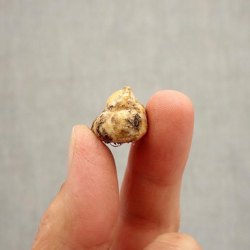 Example of Fritillaire - Fritillaria reuteri Bulbe size I as you get in automne