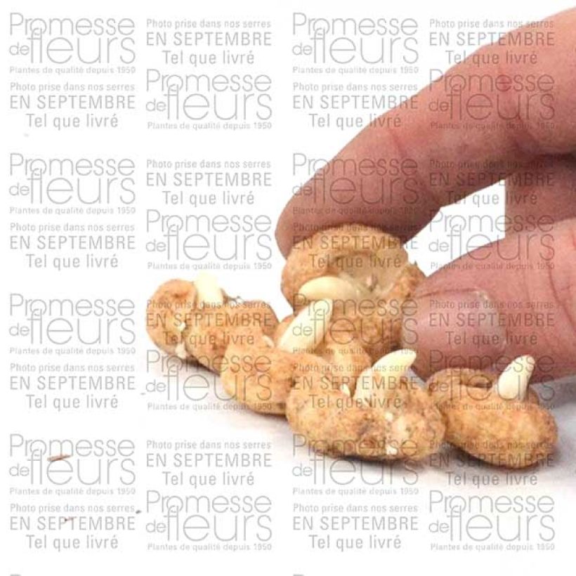 Example of Fritillaire hermonis ssp. amana Bulbe size I as you get