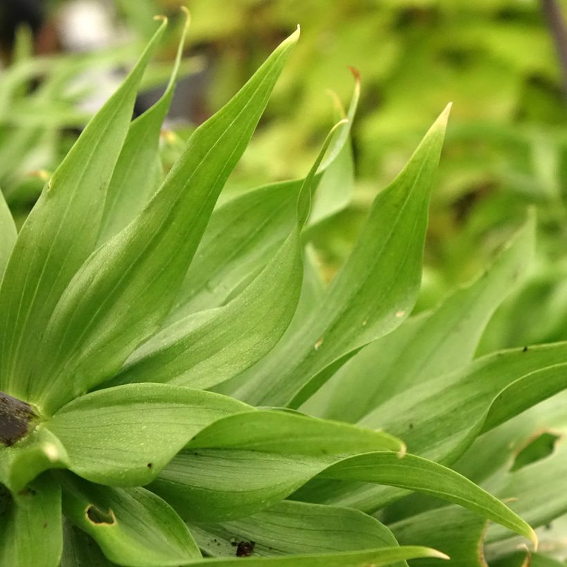 Fritillaire imperialis Rubra - Couronne impériale (Foliage)