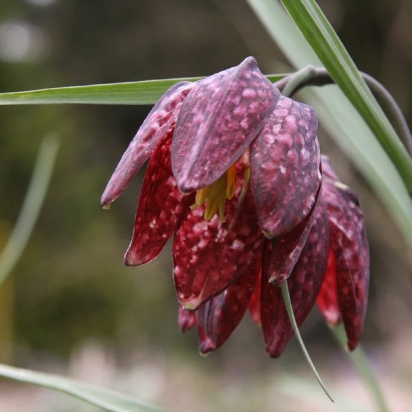 Fritillaire pintade - Fritillaria meleagris  (Flowering)