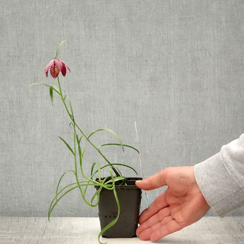 Example of Fritillaire pintade - Fritillaria meleagris  Godet de 8/9 cm size 6+ as you get in ete