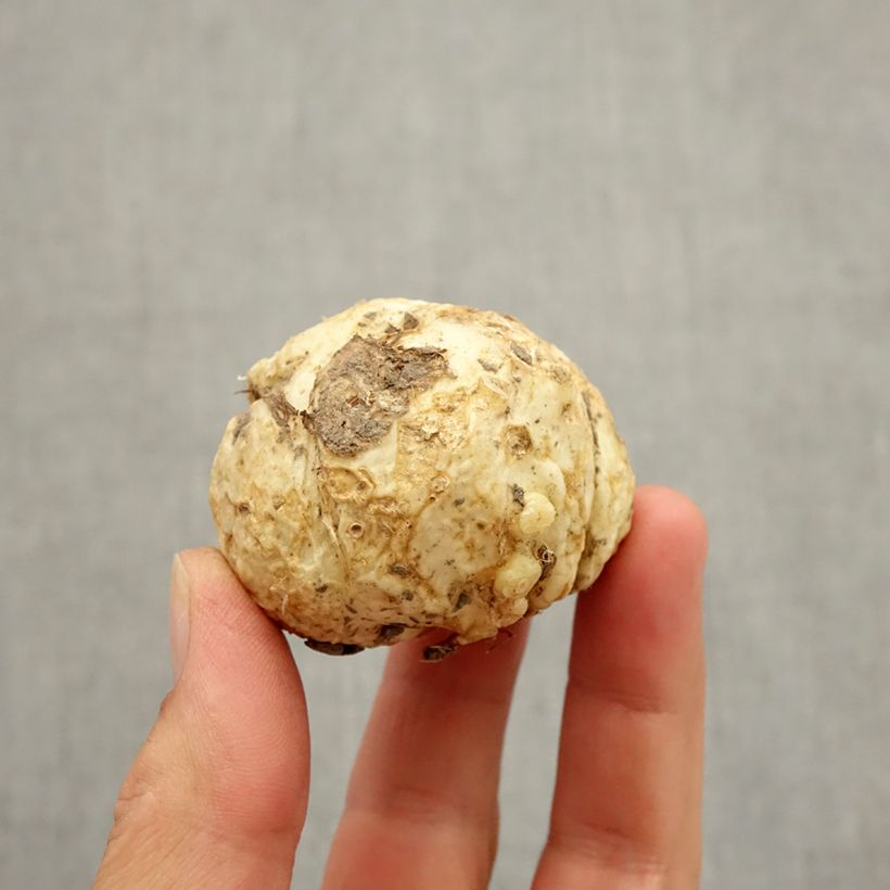 Example of Fritillaire sewerzowii* ou Korolkowia sewerzowii Bulbe size I as you get in automne