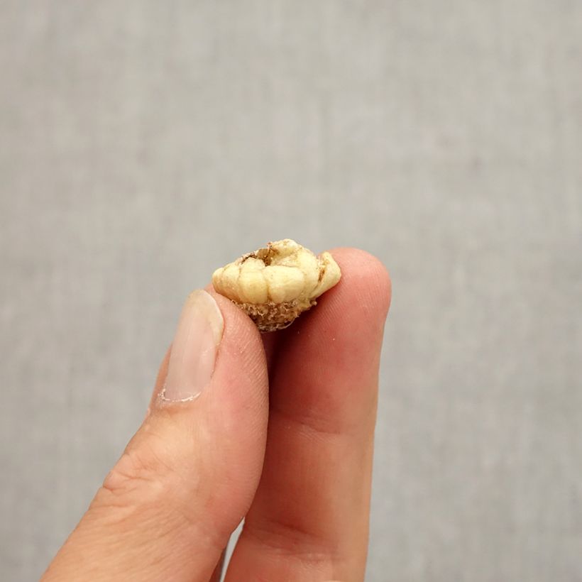 Example of Fritillaria crassifolia ssp crassifolia - Fritillaire botanique Bulbe size 6+ as you get in automne