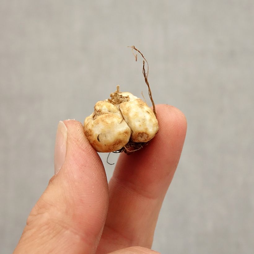 Example of Fritillaria davisii - Fritillaire botanique Bulbe size 5+ as you get in automne