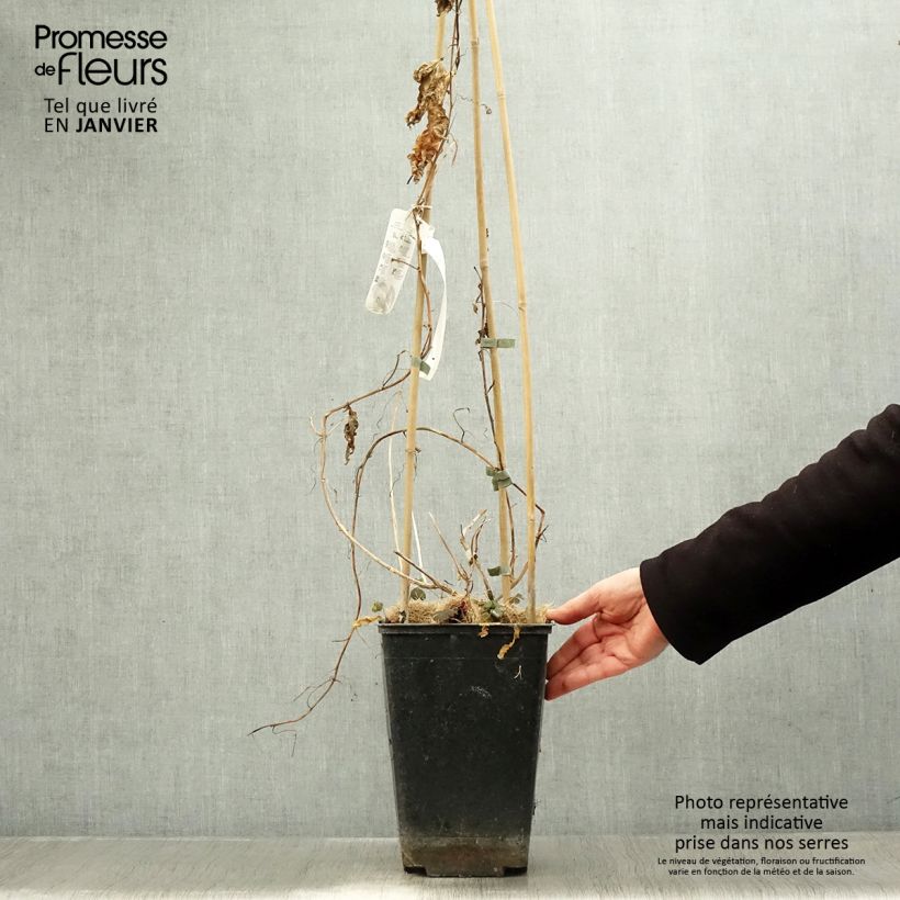 Example of Fruit de la passion (Grenadille) - Passiflora edulis Pot de 3L/4L as you get in hiver