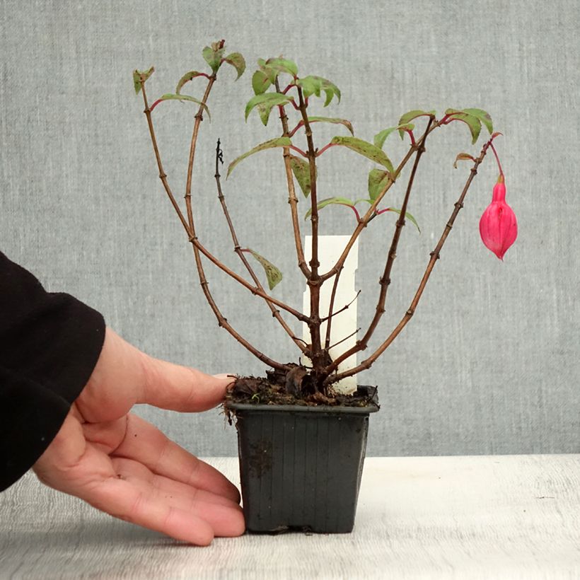 Example of Fuchsia Bernadette Godet de 8/9 cm as you get in automne