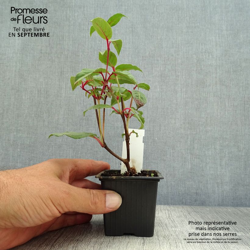 Example of Fuchsia Black Princess Godet de 8/9 cm as you get in automne