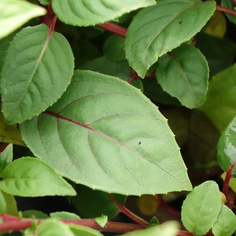 Fuchsia Bush Paula Jane (Foliage)