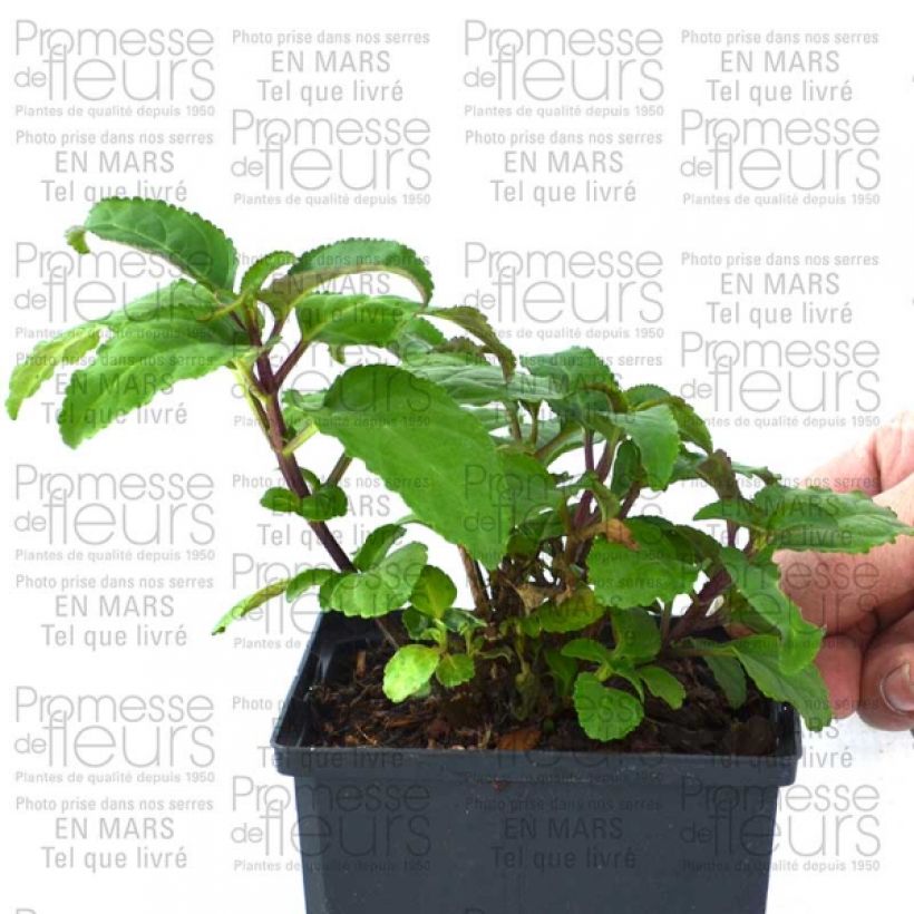 Example of Fuchsia du Cap - Phygelius Funfare Wine Pot de 10 cm/11cm as you get