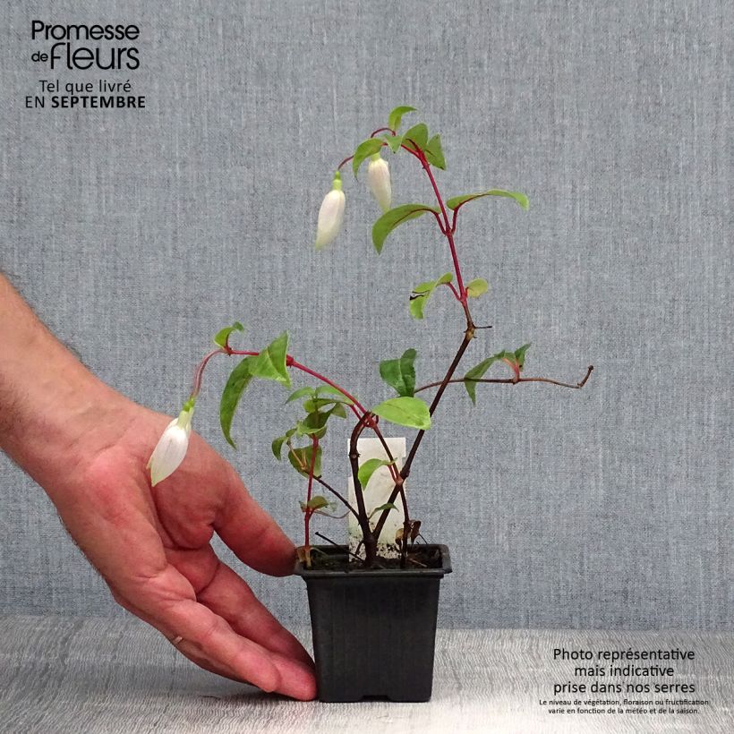 Example of Fuchsia Illusion Godet de 8/9 cm as you get in automne