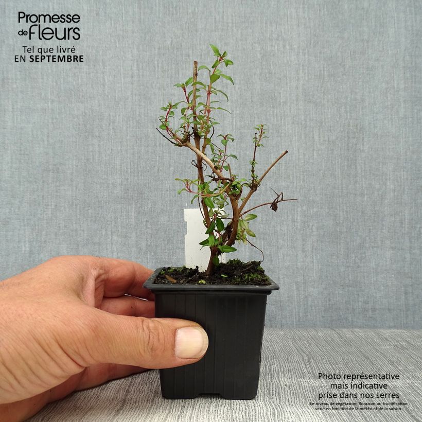 Example of Fuchsia magellanica Arauco Godet de 8/9 cm as you get in automne