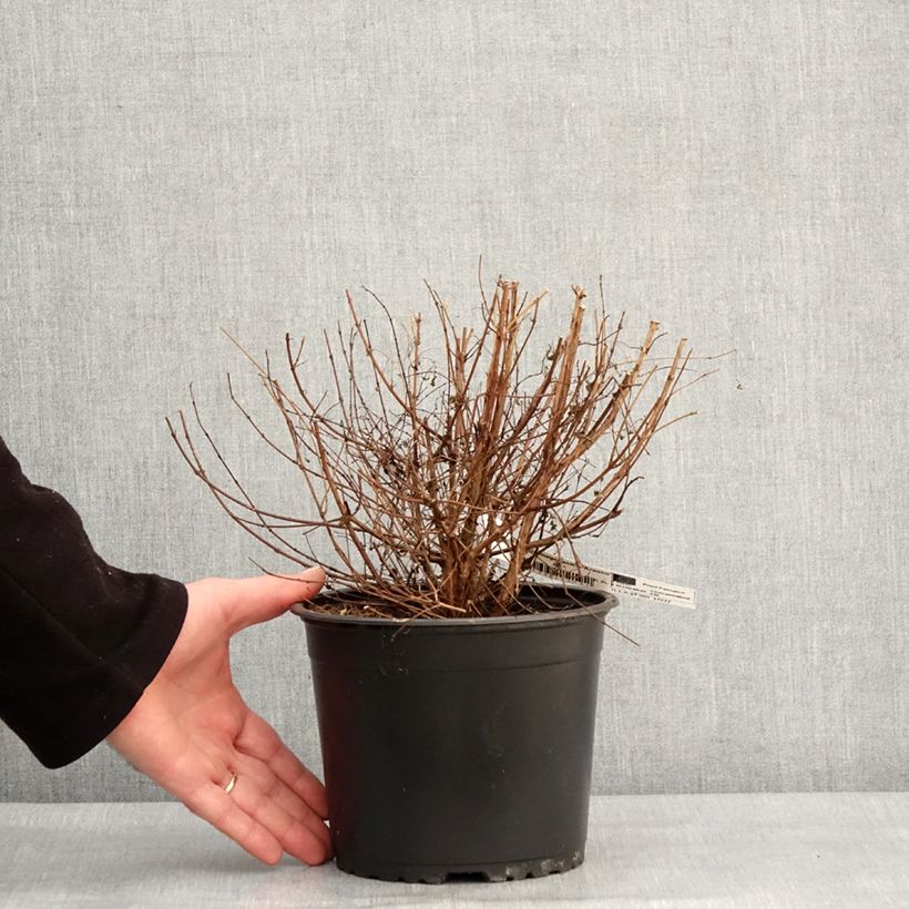 Example of Fuchsia magellanica Arauco Pot de 1,5L/2L as you get in hiver