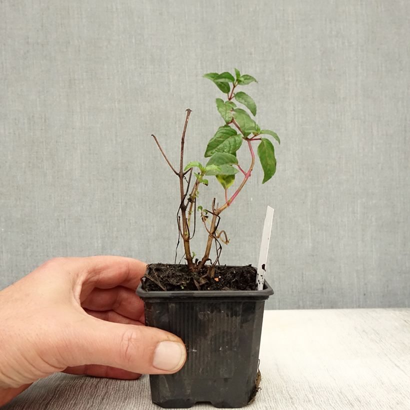 Example of Fuchsia magellanica Snow Cap - Fuchsia rustique Godet de 8/9 cm as you get in automne
