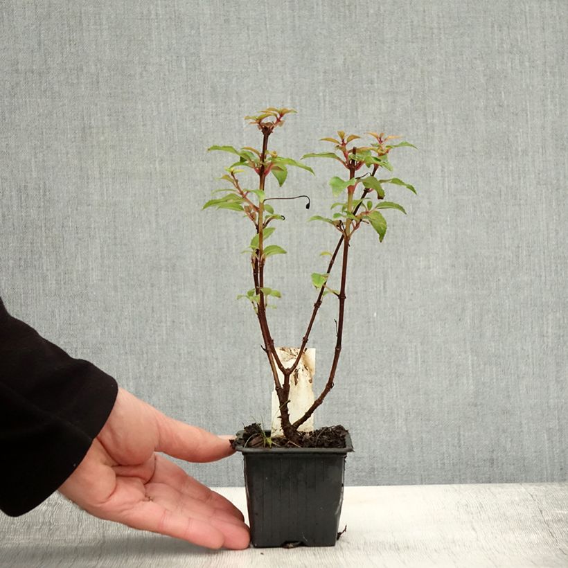Example of Fuchsia rustique Alice Hoffman Godet de 8/9 cm as you get in automne