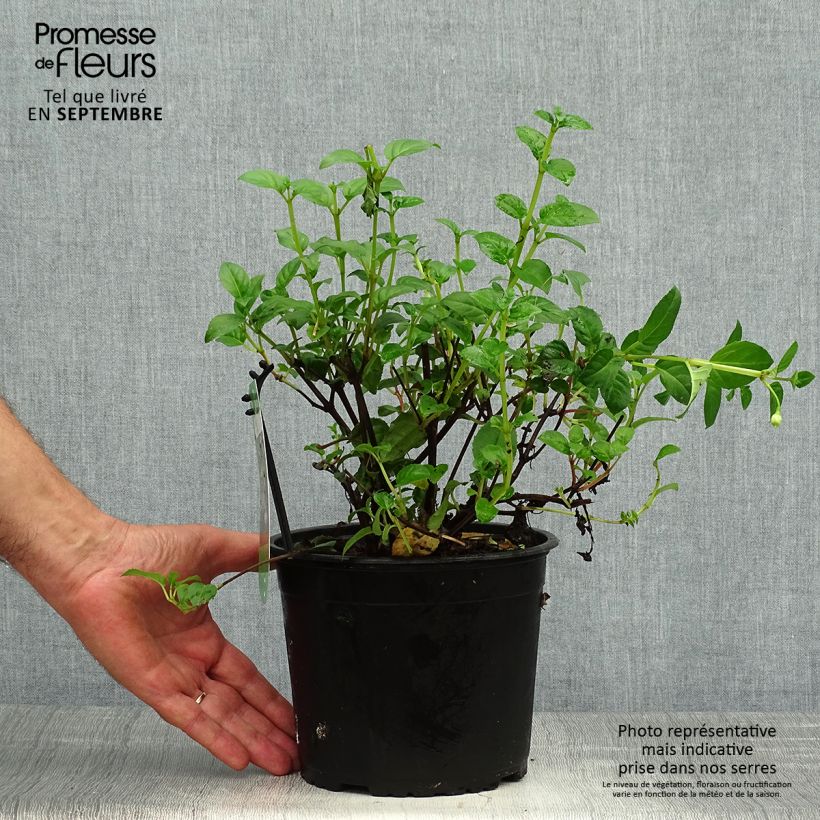 Example of Fuchsia rustique Constance Pot de 2L/3L as you get in automne