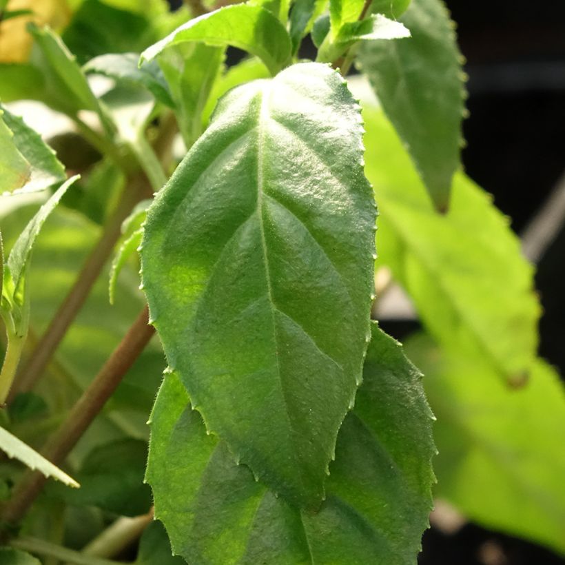 Fuchsia rustique Constance (Foliage)
