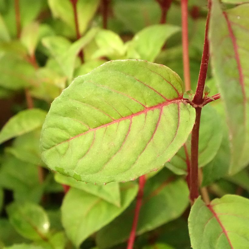Fuchsia rustique Douce France (Foliage)