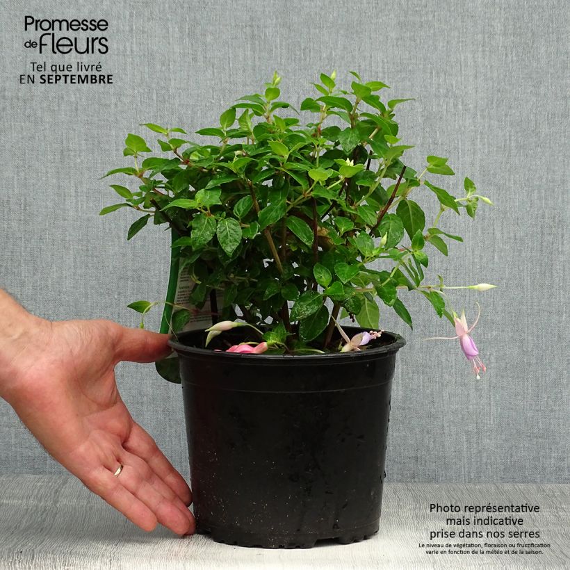 Example of Fuchsia rustique Margaret Pot de 2L/3L as you get in automne