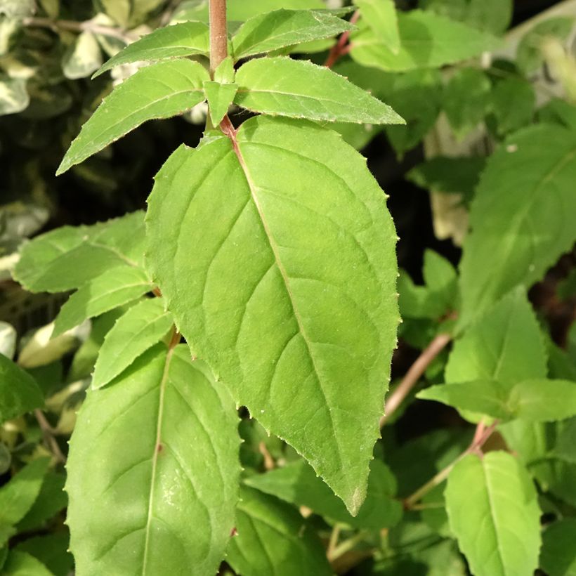 Fuchsia rustique Margaret (Foliage)
