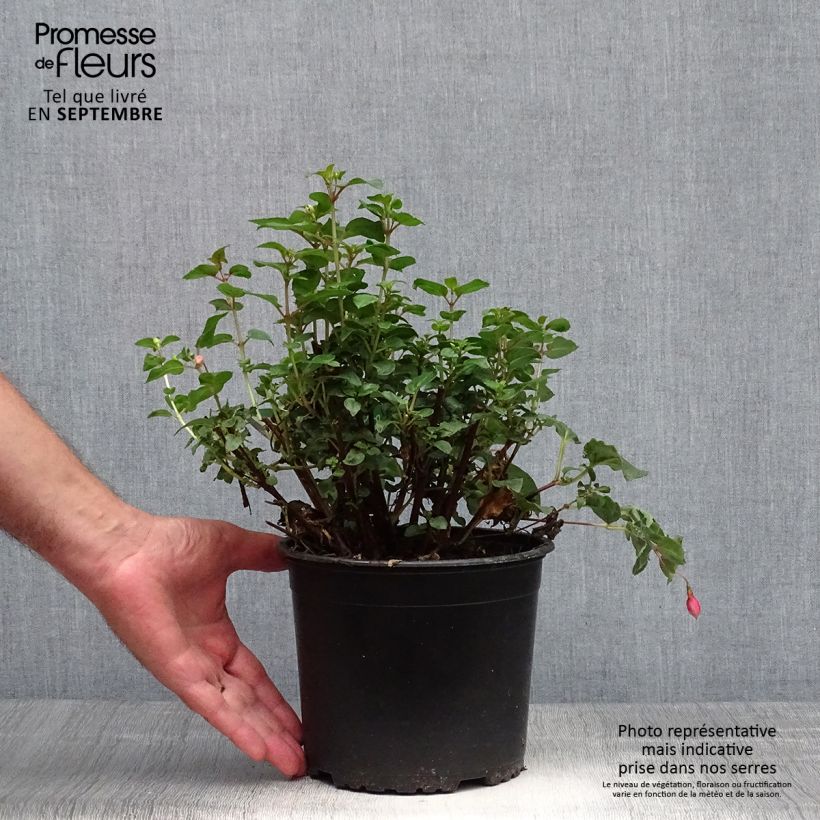 Example of Fuchsia rustique Shrimp Cocktail Pot de 2L/3L as you get in automne