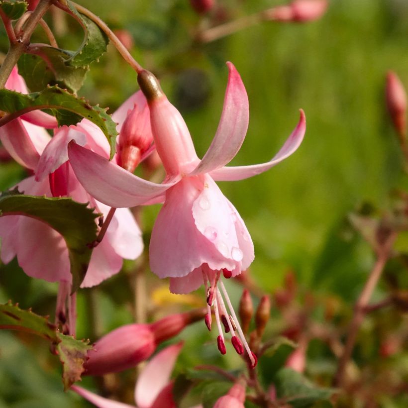 Fuchsia rustique Shrimp Cocktail (Flowering)