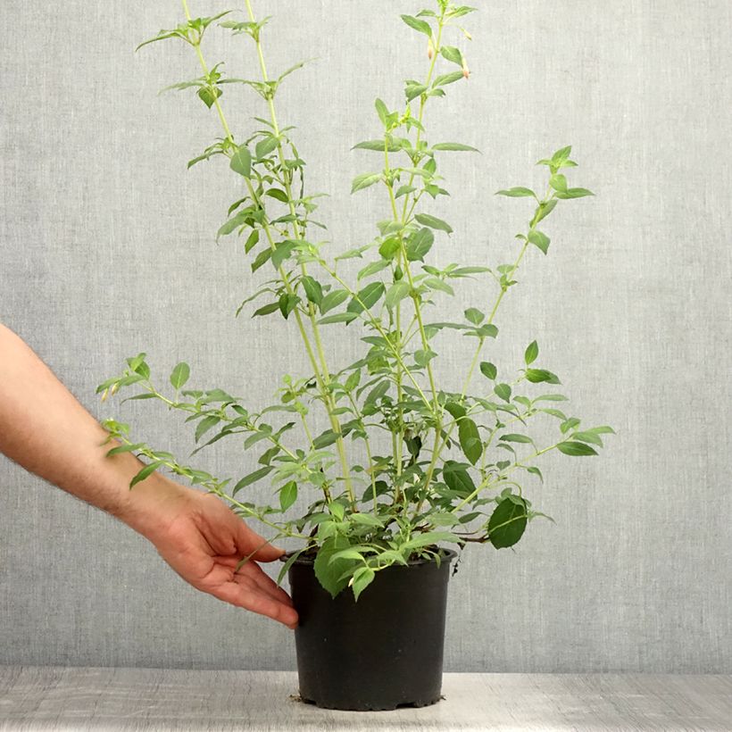 Example of Fuchsia rustique Whiteknights Pearl Pot de 2L/3L as you get in ete