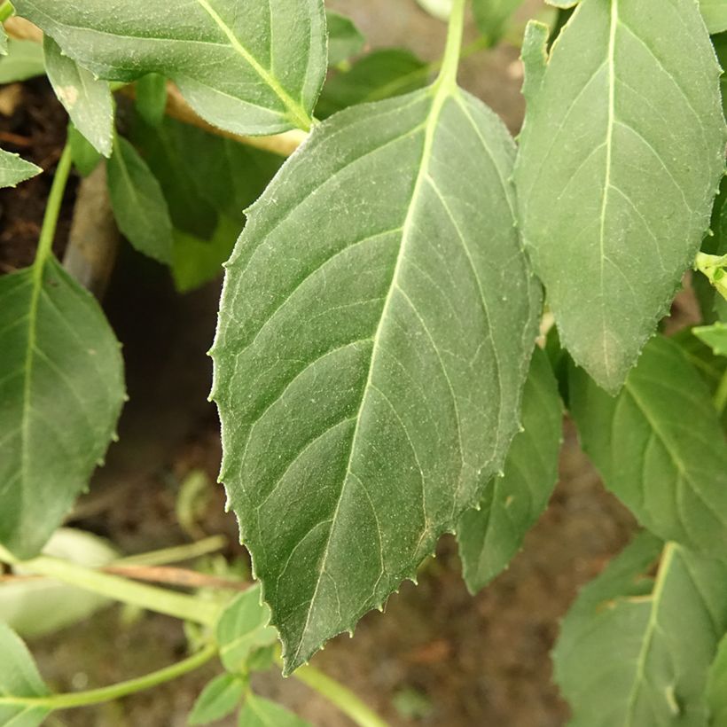Fuchsia rustique Whiteknights Pearl (Foliage)