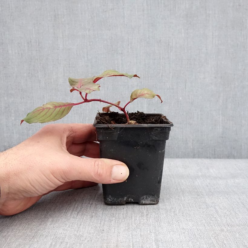 Example of Fuchsia triphylla (Fulgens) - Fuchsia arbustif Godet de 7/8 cm as you get in hiver