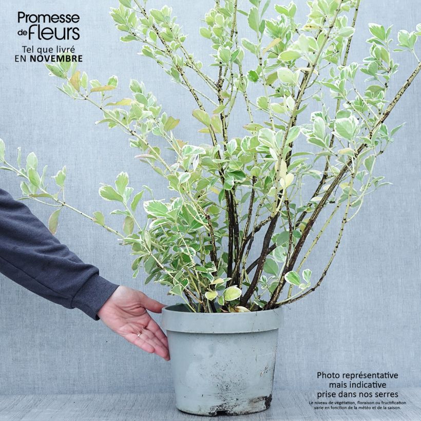 Example of Fusain du Japon - Euonymus japonicus Silver King Pot de 7,5L/10L as you get in automne