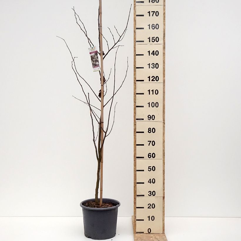 Example of Gainier du Canada - Cercis canadensis Royal White Pot de 12L/15L as you get in hiver