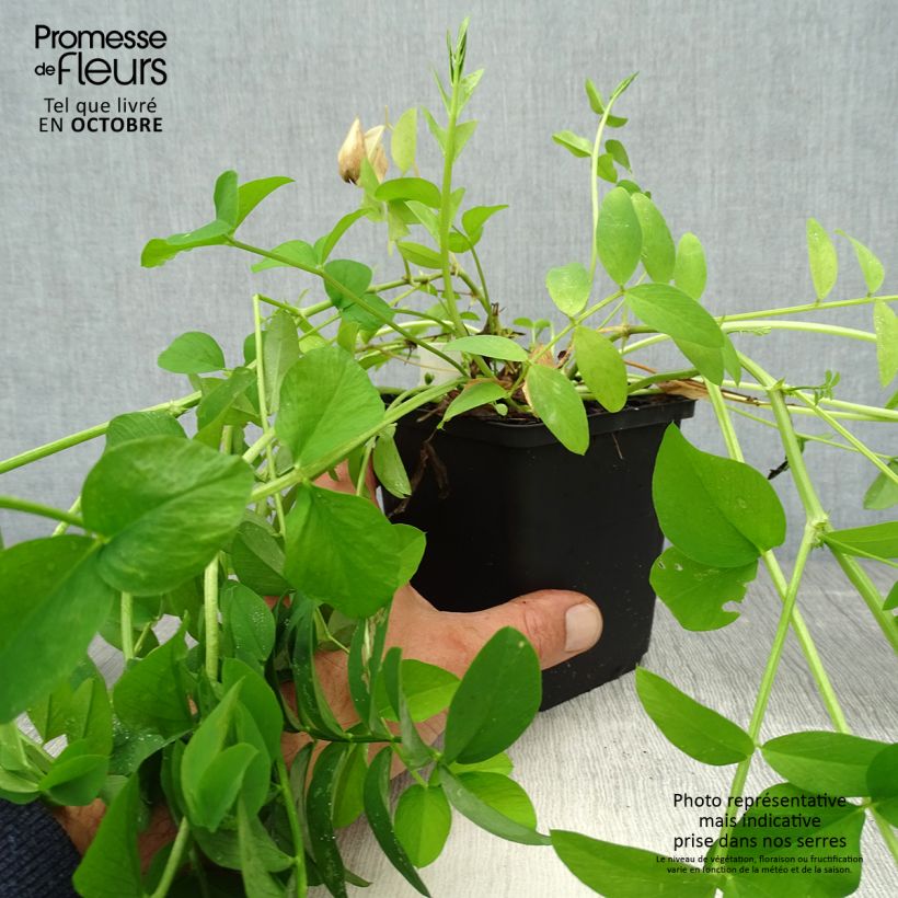 Example of Galega officinalis - Rue des chèvres Godet de 8/9 cm as you get in automne