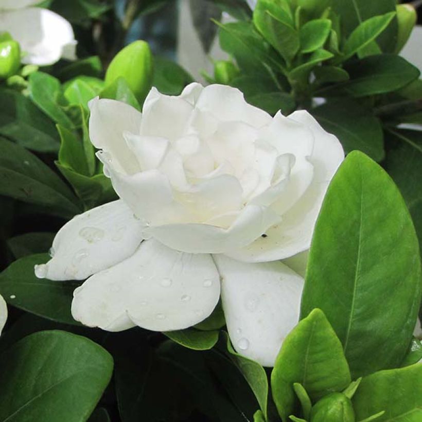 Gardenia jasminoides Crown Jewel - Jasmin du Cap (Flowering)